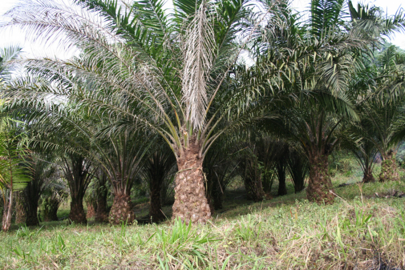 Olej palmowy przestaje być eko